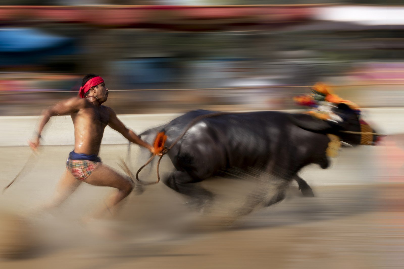 Mysore Dasara Kambala 2026: Coastal Buffalo Slush Race Dates, Venue & Viewing