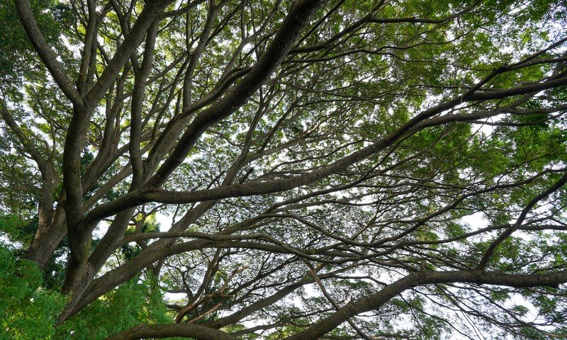 Centenary Rain Tree Canopy Gordon Park Mysore