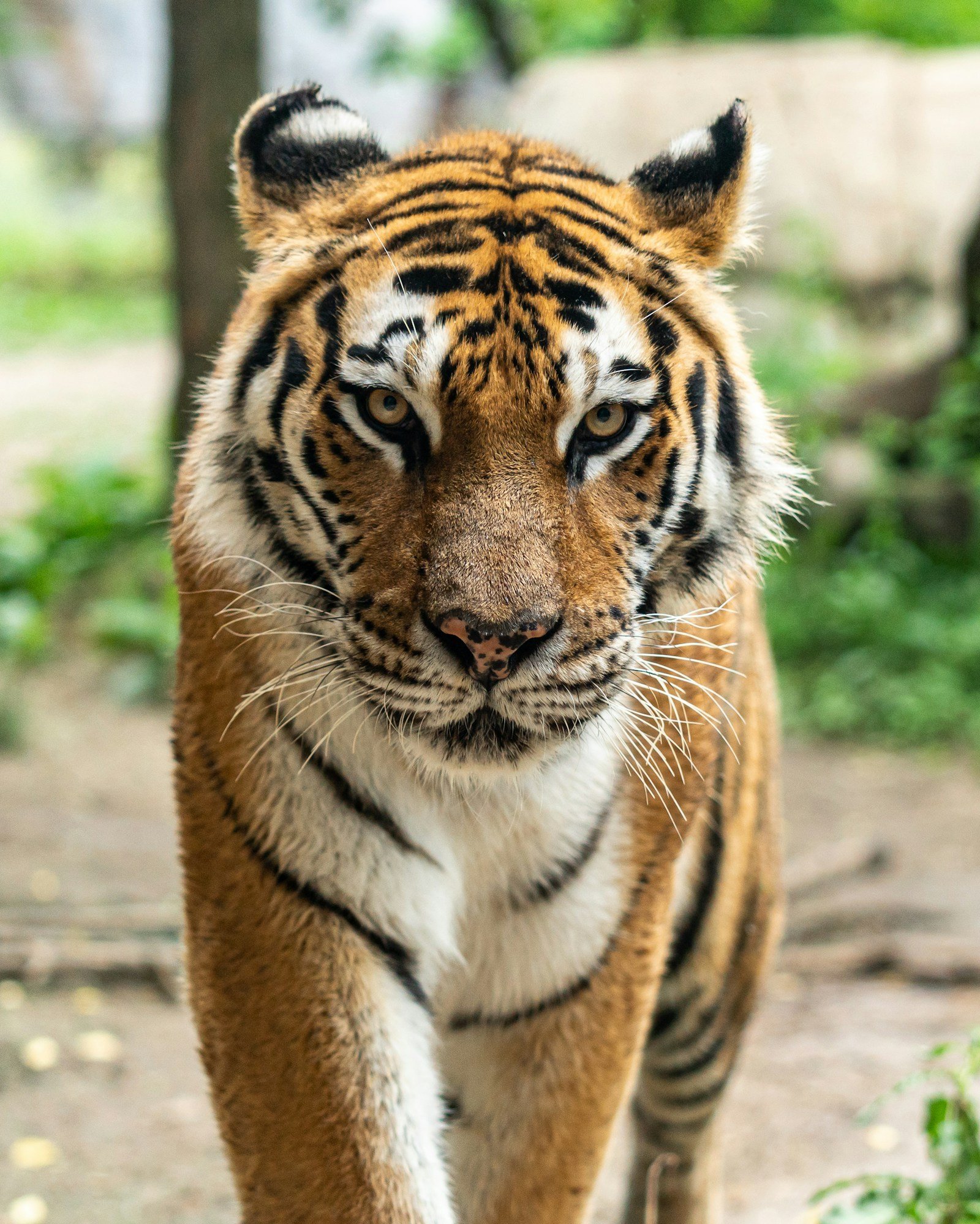 Kabini & Nagarahole National Park Safari Guide: Jungle Lodges, Boat Safari Timings, Ticket Prices & Sighting Reports