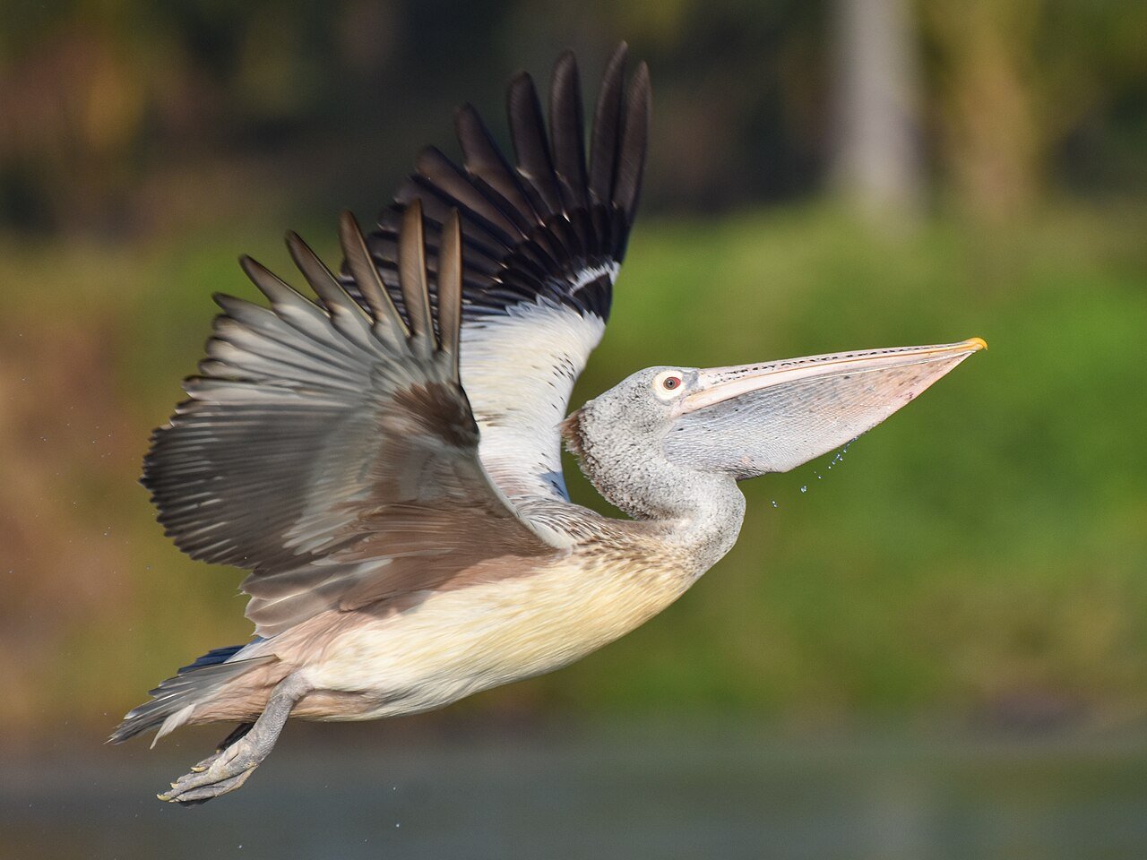 Ranganathittu Bird Sanctuary: Kaveri River Boat Safari, Crocodiles & Best Season (2026)